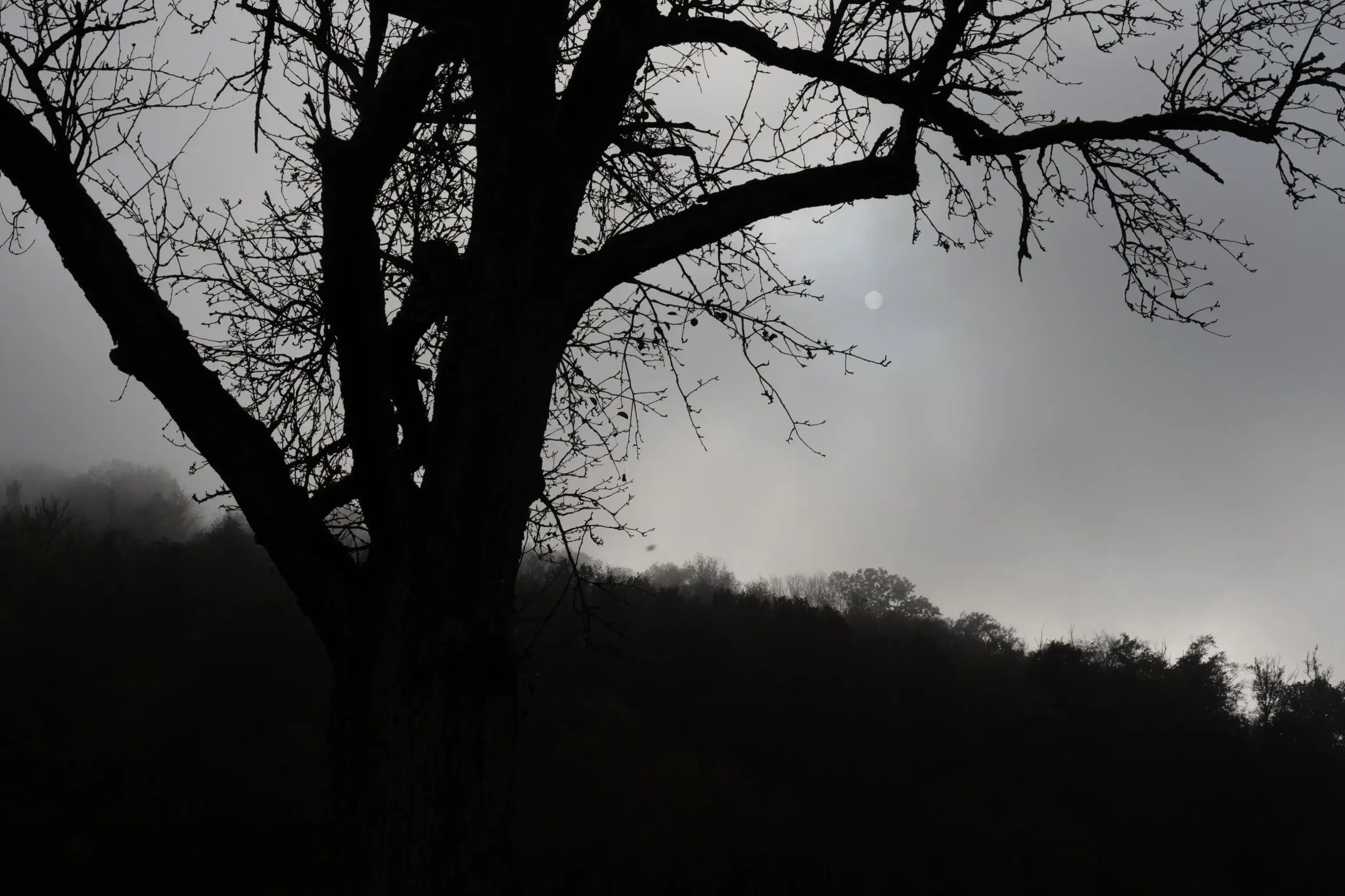 landschaftsfotografie-natur-wald-architektur-wald-zerfall-bäume