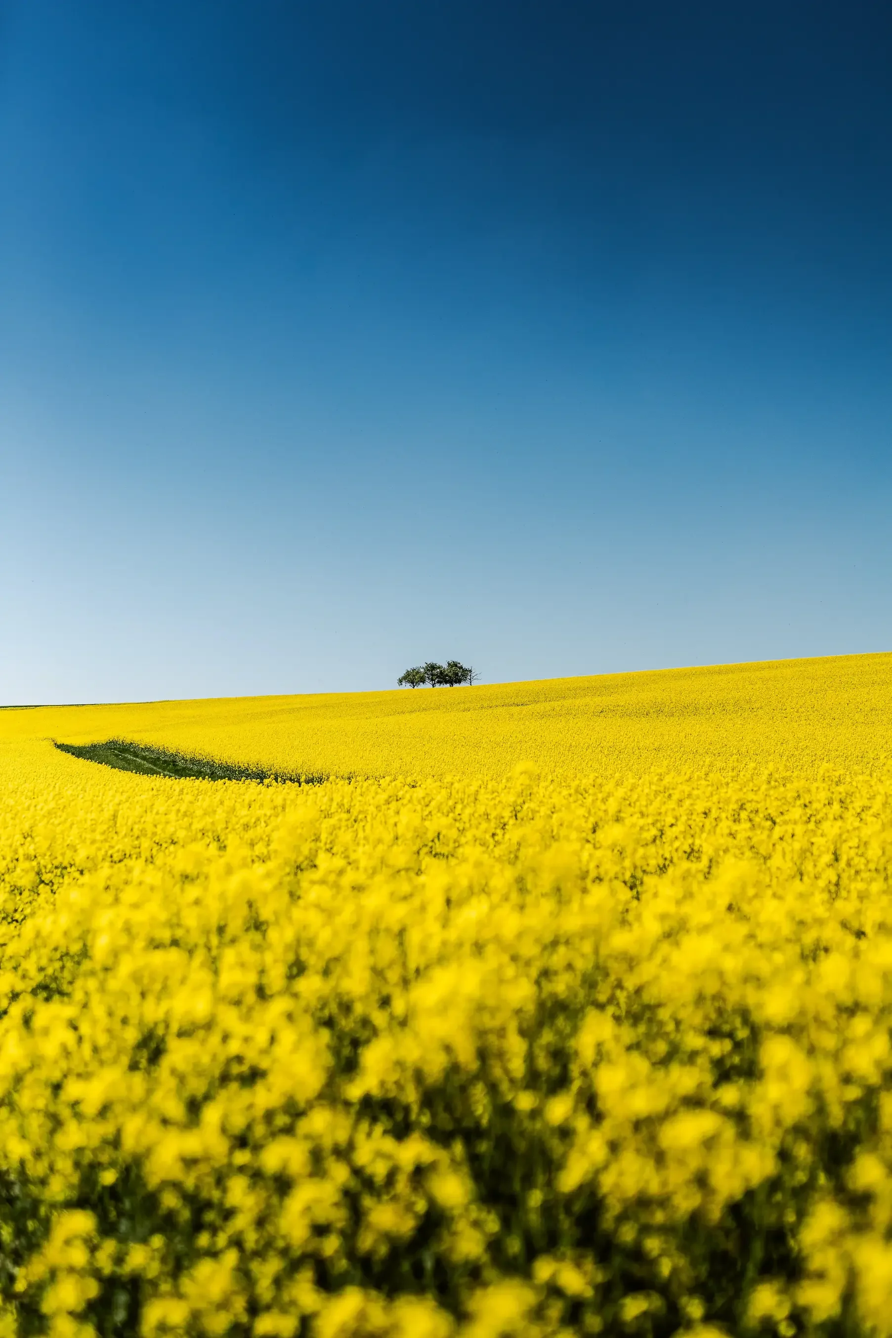 landschaftsfotografie-natur-wald-architektur-wald-zerfall-bäume