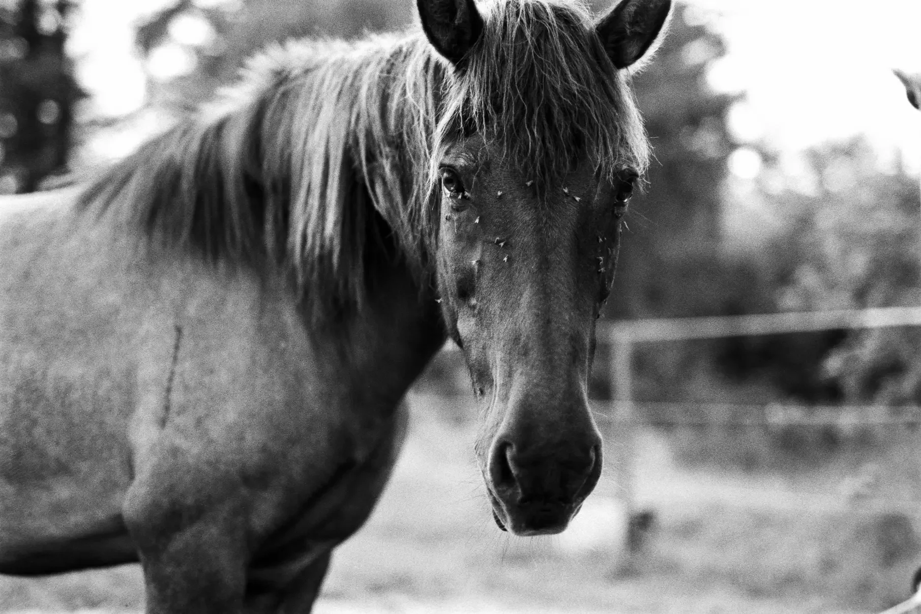 analogfotografie-oberstenfeld-pferd-tiere-stimmung