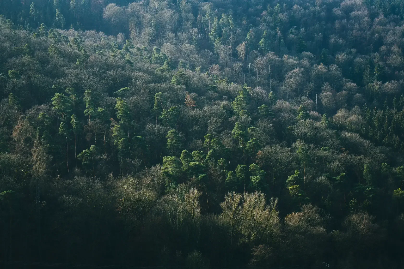 landschaftsfotografie-natur-wald-architektur-wald-zerfall-bäume