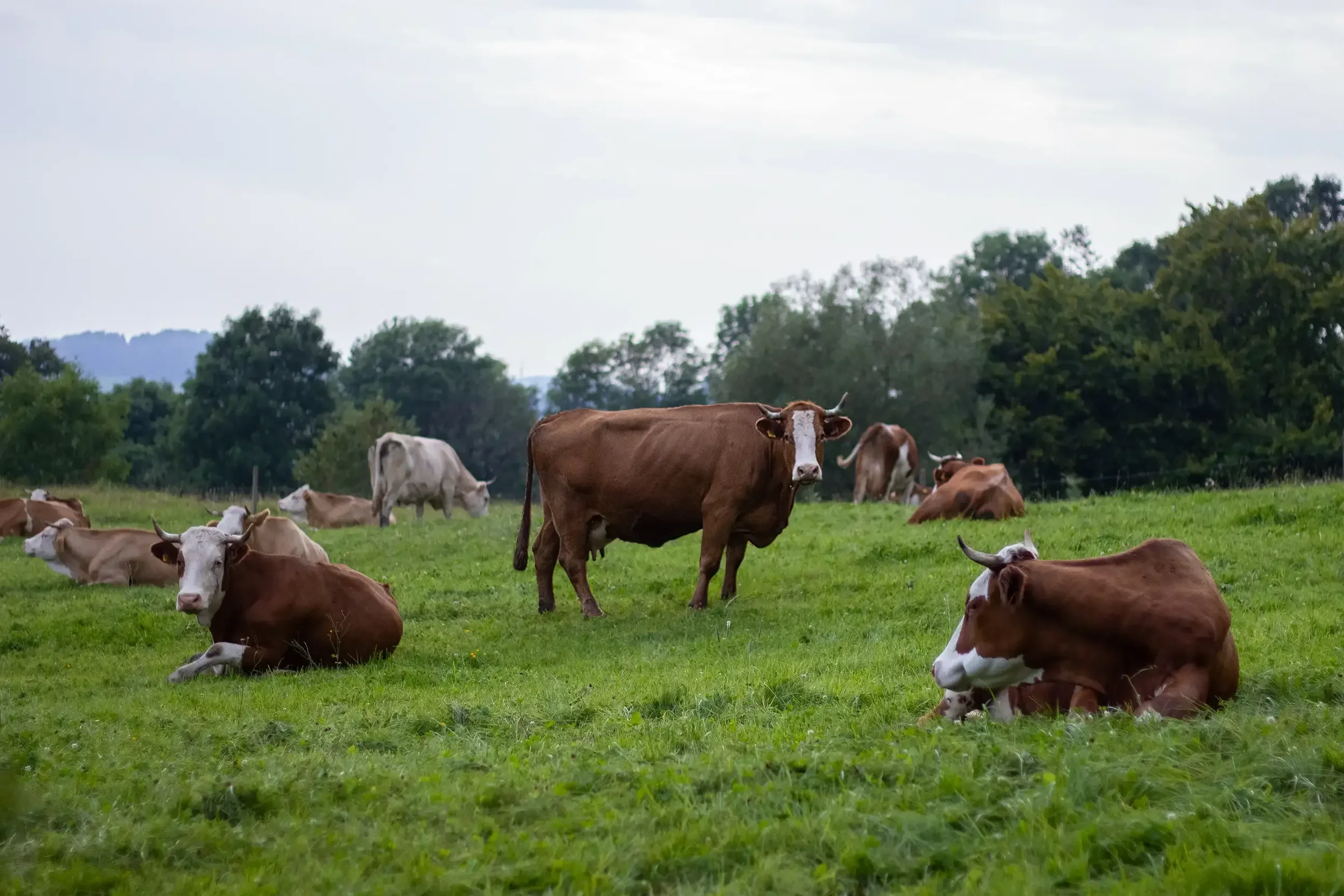 tierfotografie-tiere-natur-wald-eidechsen-katzen-rehe-kaefer