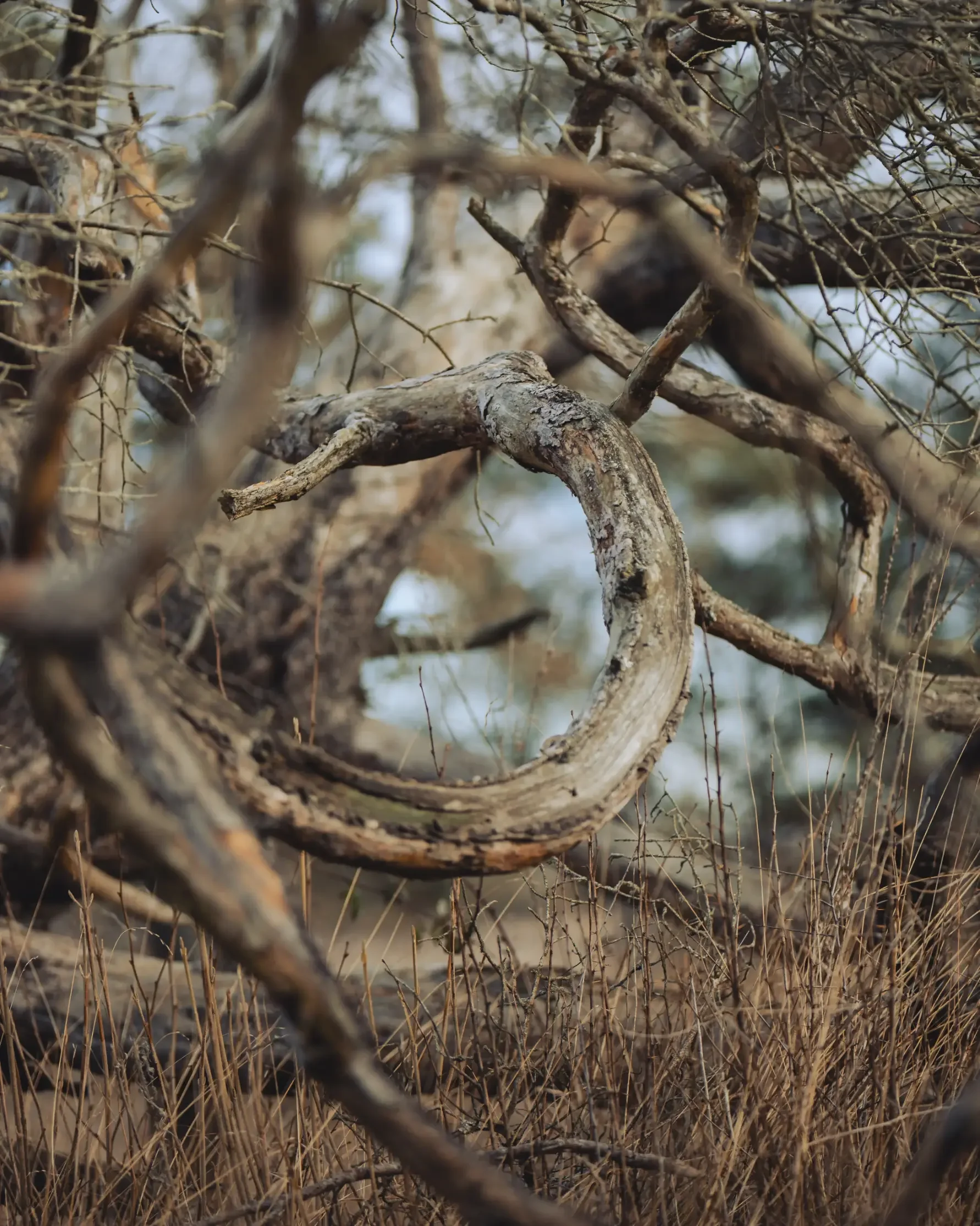 landschaftsfotografie-natur-wald-architektur-wald-zerfall-bäume
