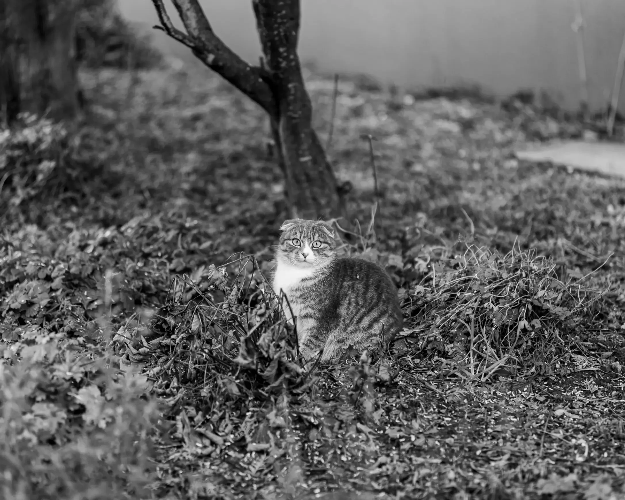 tierfotografie-tiere-natur-wald-eidechsen-katzen-rehe-kaefer