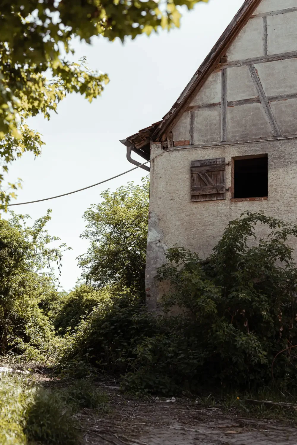 landschaftsfotografie-natur-wald-architektur-wald-zerfall-bäume