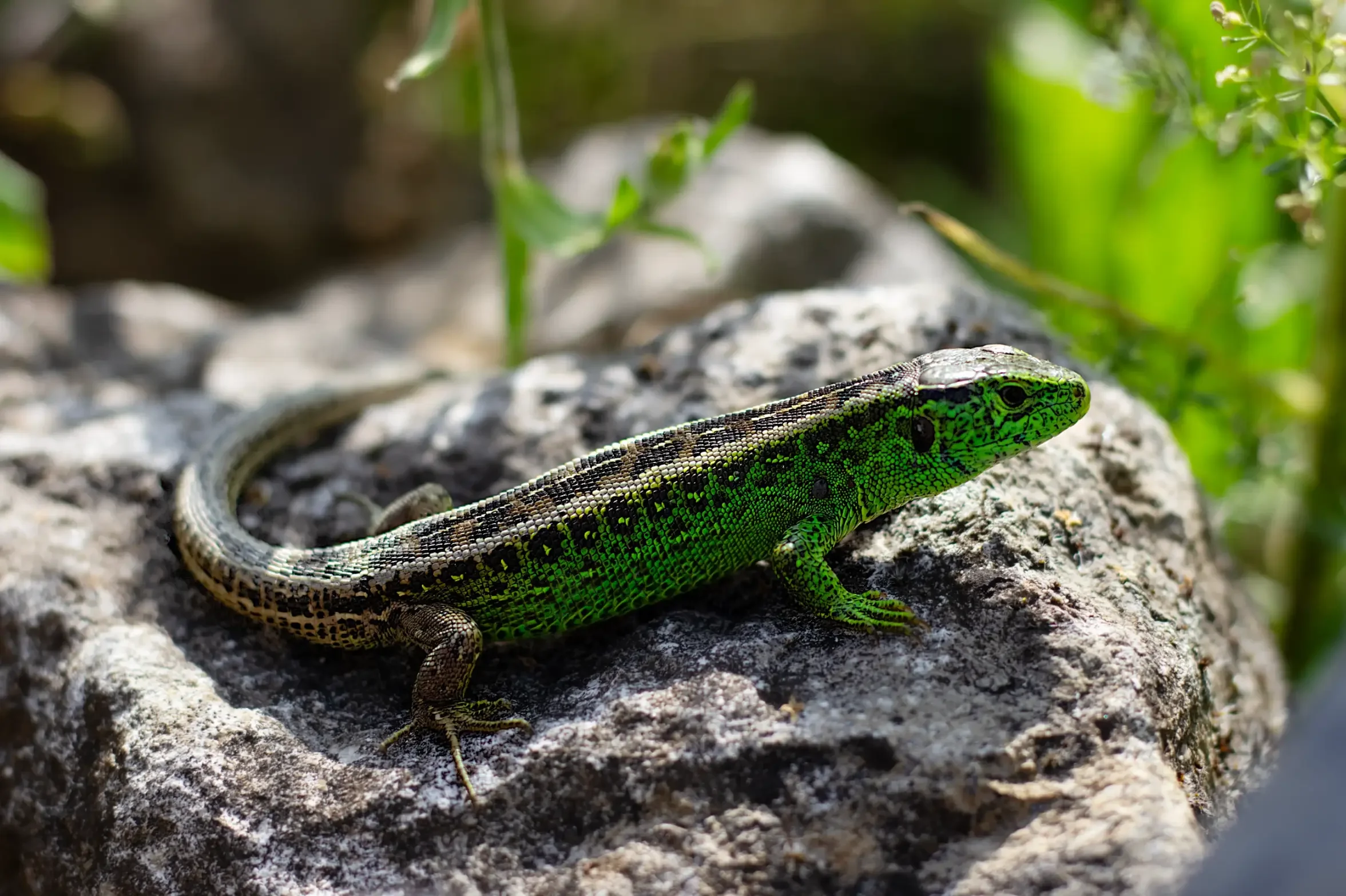 tierfotografie-tiere-natur-wald-eidechsen-katzen-rehe-kaefer