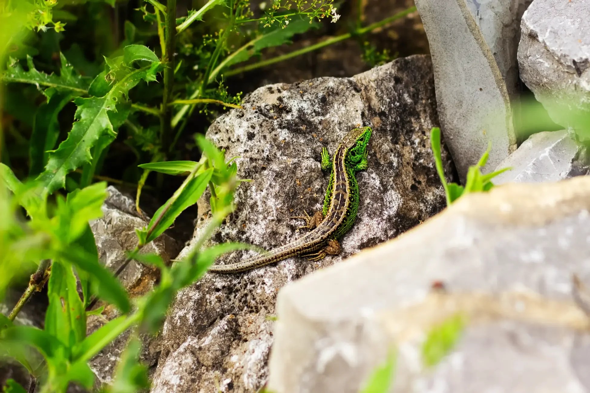 tierfotografie-tiere-natur-wald-eidechsen-katzen-rehe-kaefer