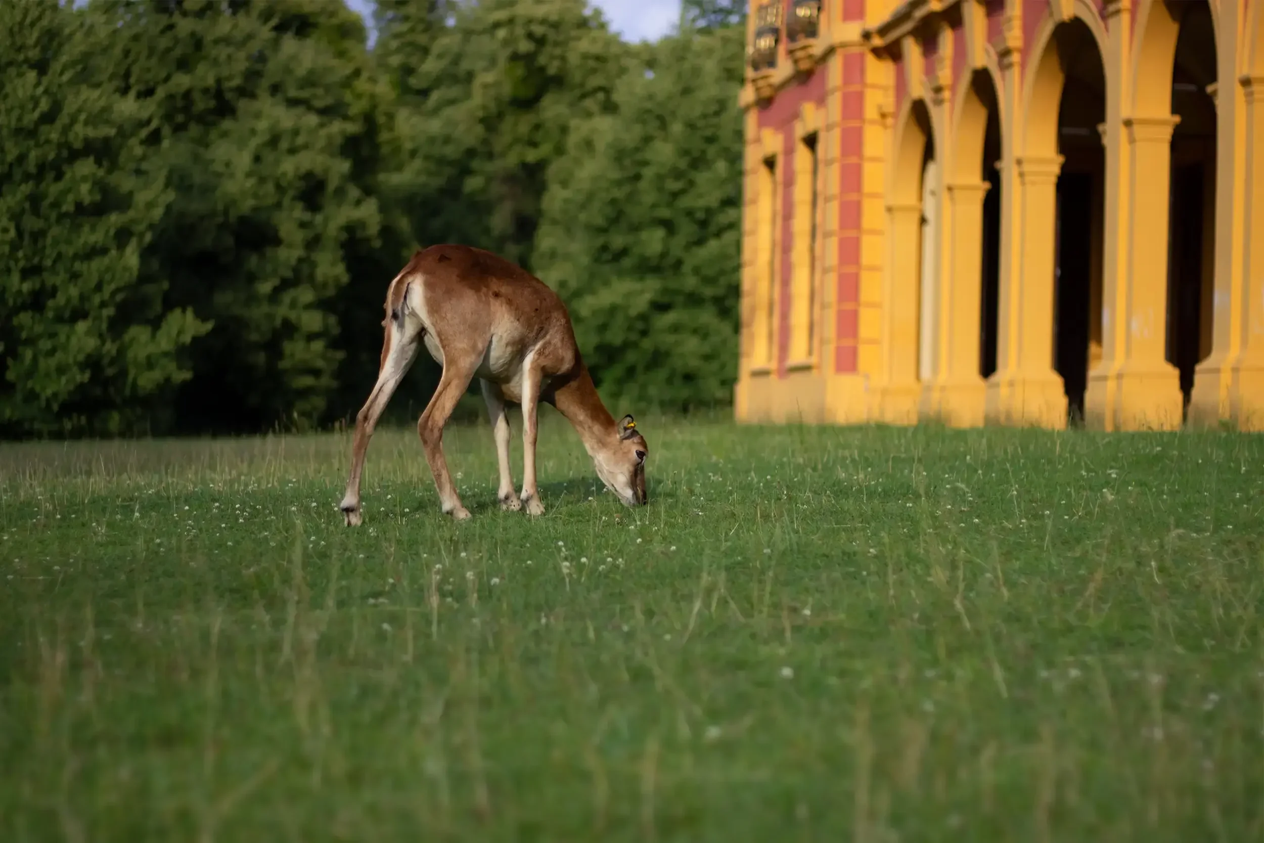 tierfotografie-tiere-natur-wald-eidechsen-katzen-rehe-kaefer