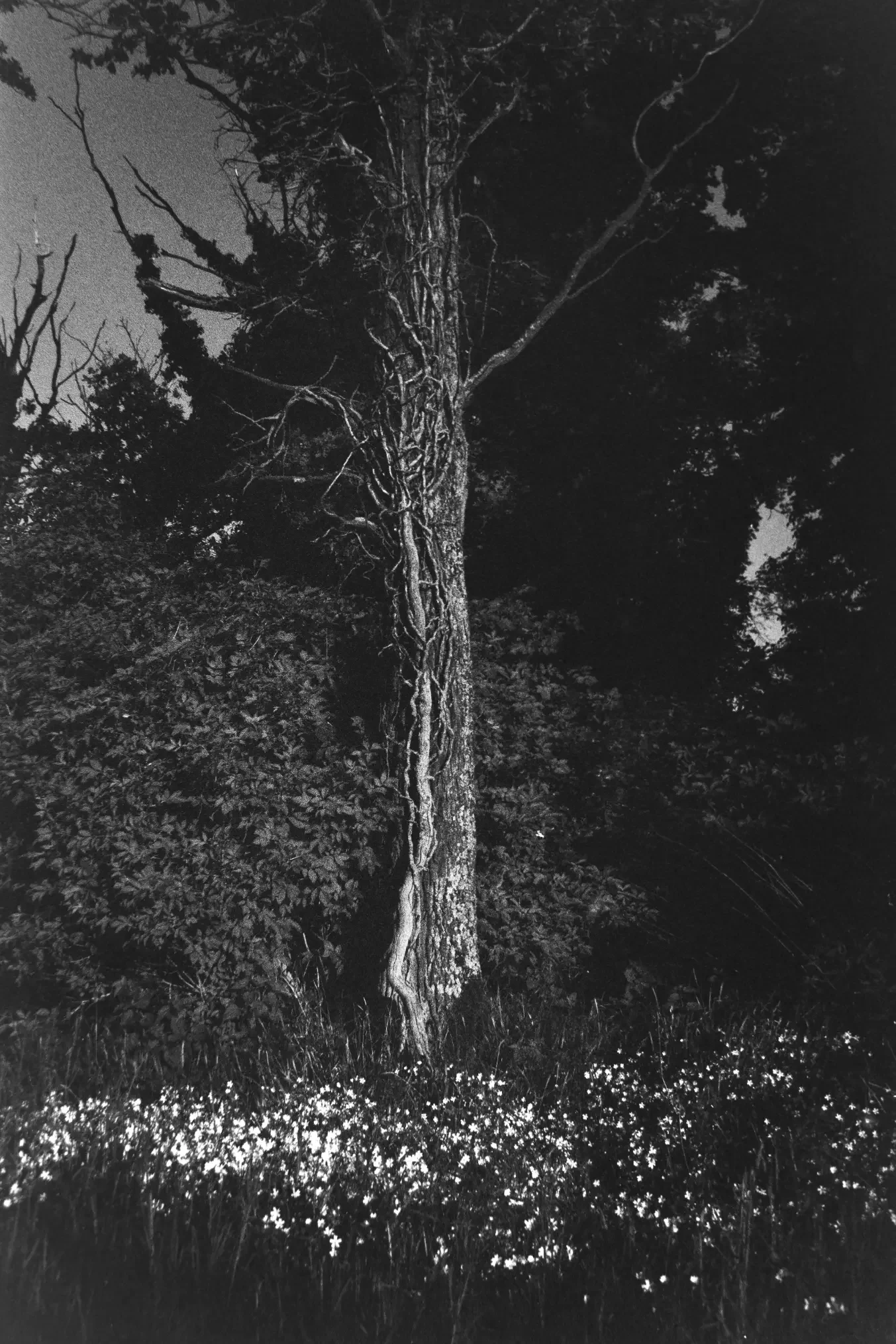 analogftografie-rossbrunn-wuerzburg-rottendorf-schwarzweiß-architektur-landschaft