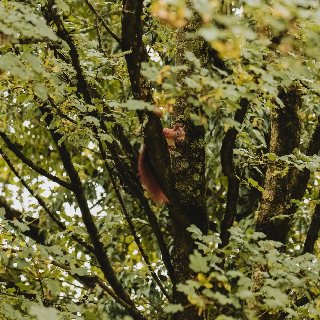 tierfotografie-tiere-natur-wald-eidechsen-katzen-rehe-kaefer