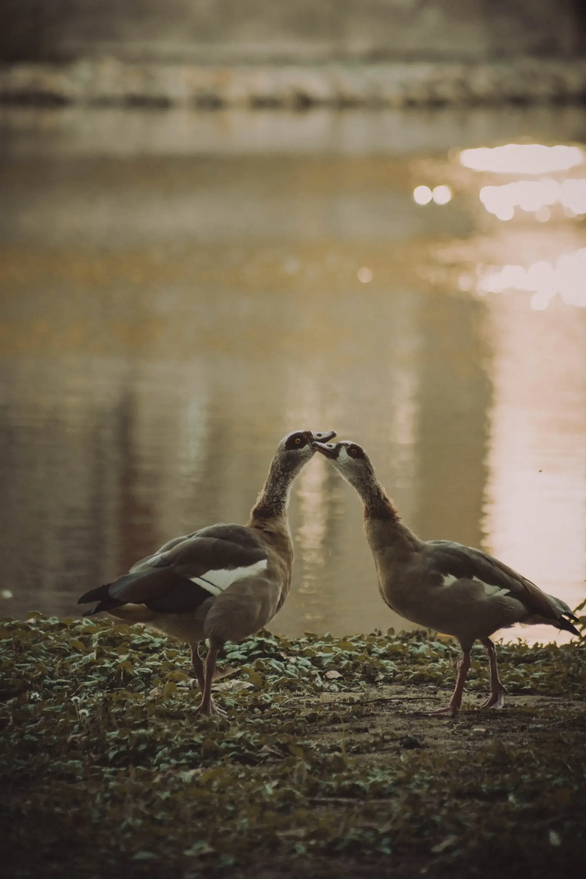 tierfotografie-tiere-natur-wald-eidechsen-katzen-rehe-kaefer