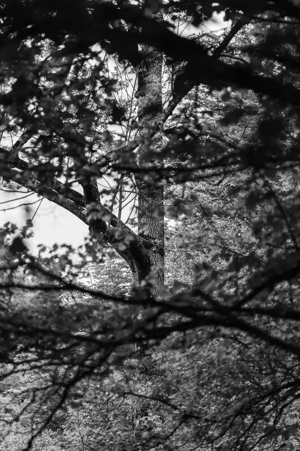 landschaftsfotografie-natur-wald-architektur-wald-zerfall-bäume