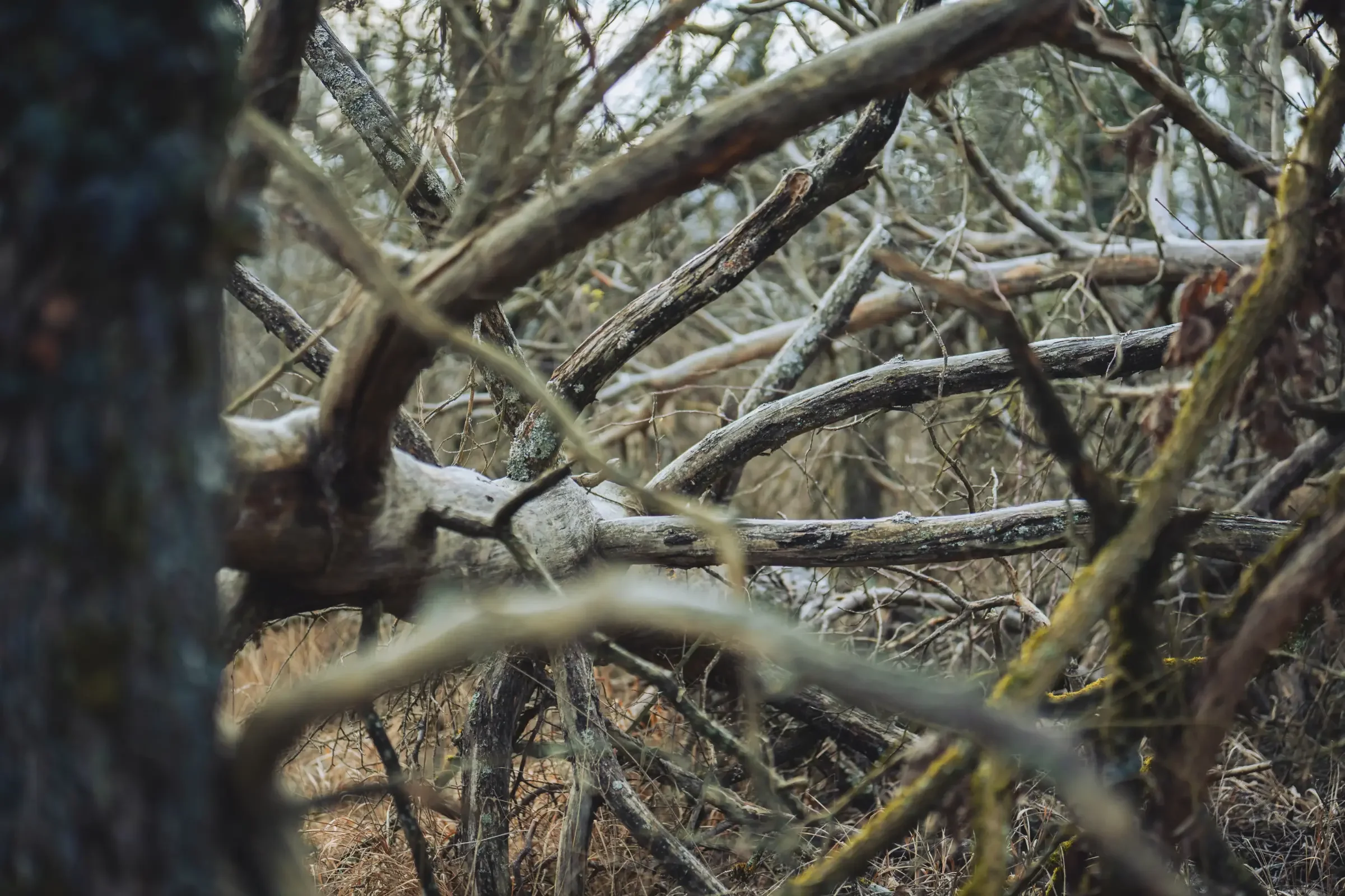 landschaftsfotografie-natur-wald-architektur-wald-zerfall-bäume