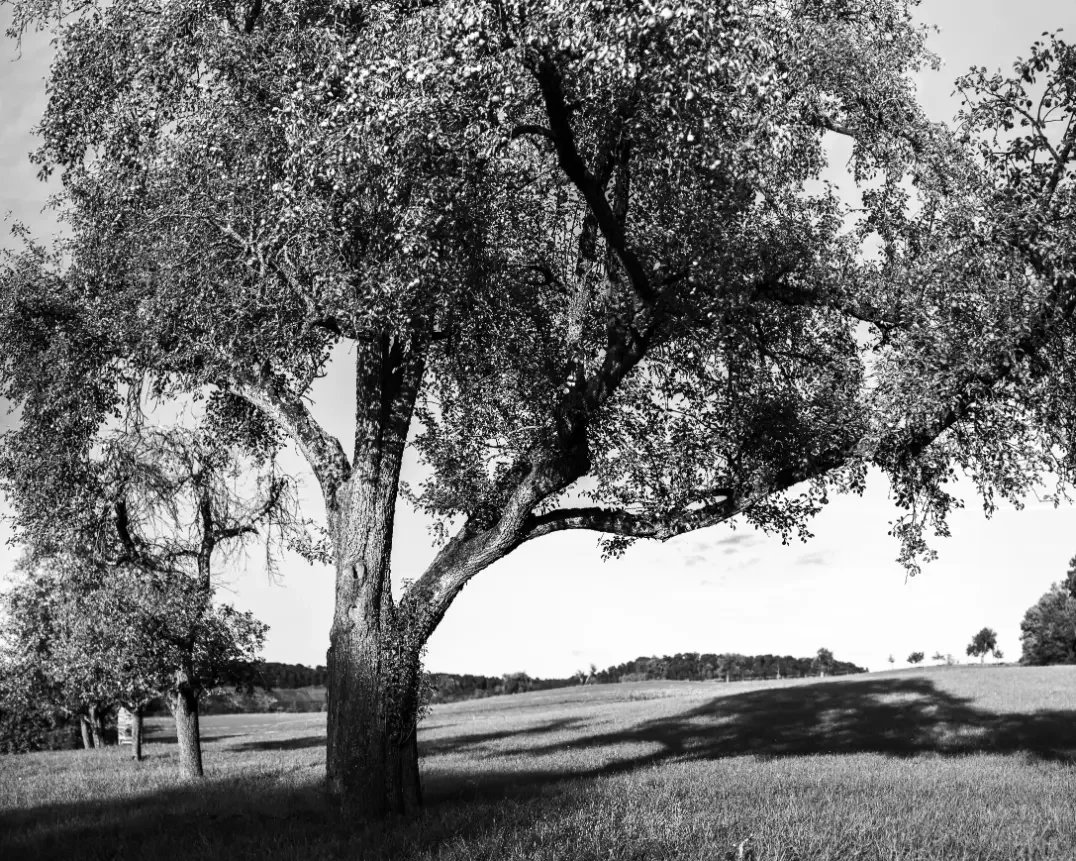 landschaftsfotografie-natur-wald-architektur-wald-zerfall-bäume