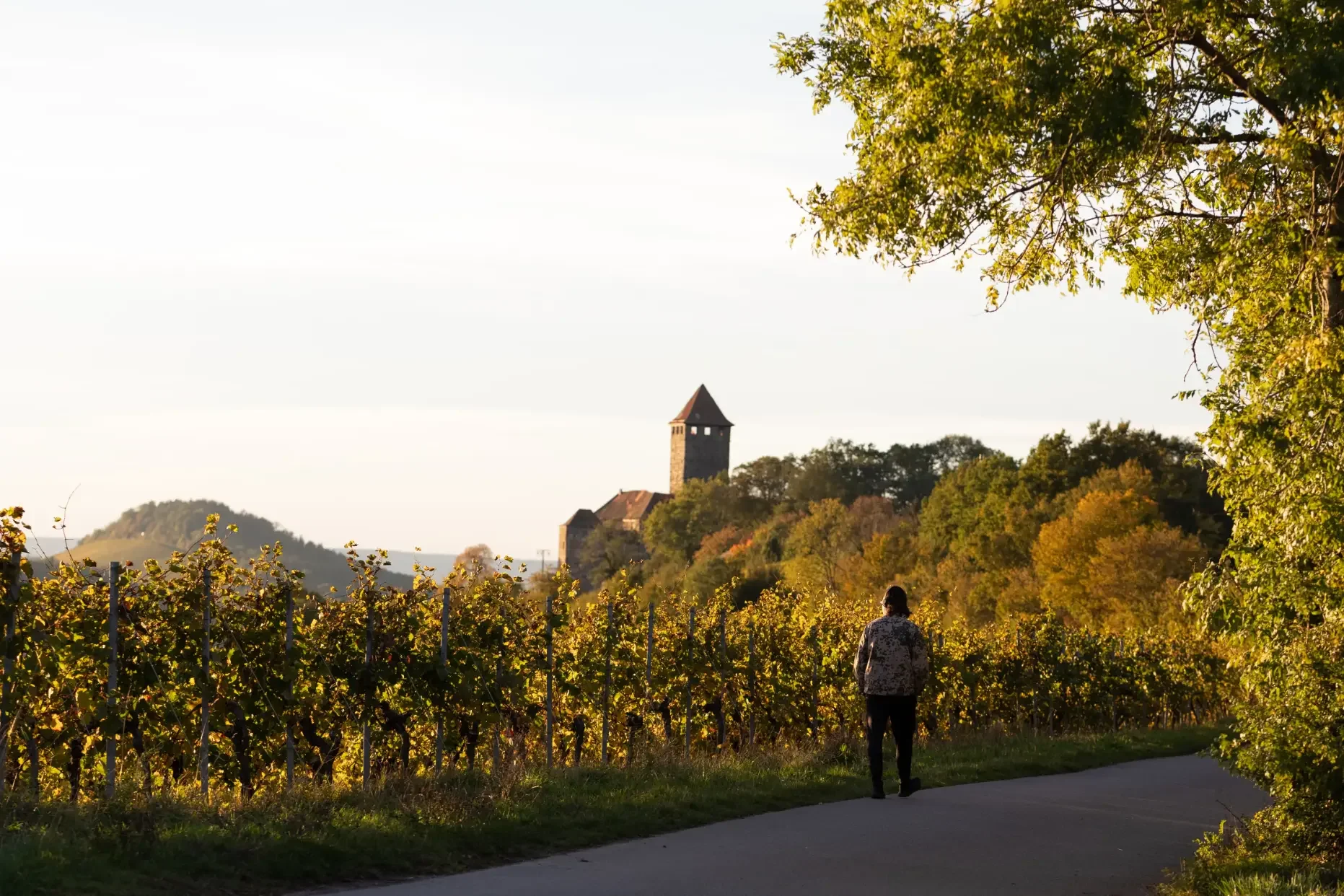 landschaftsfotografie-natur-wald-architektur-wald-zerfall-bäume