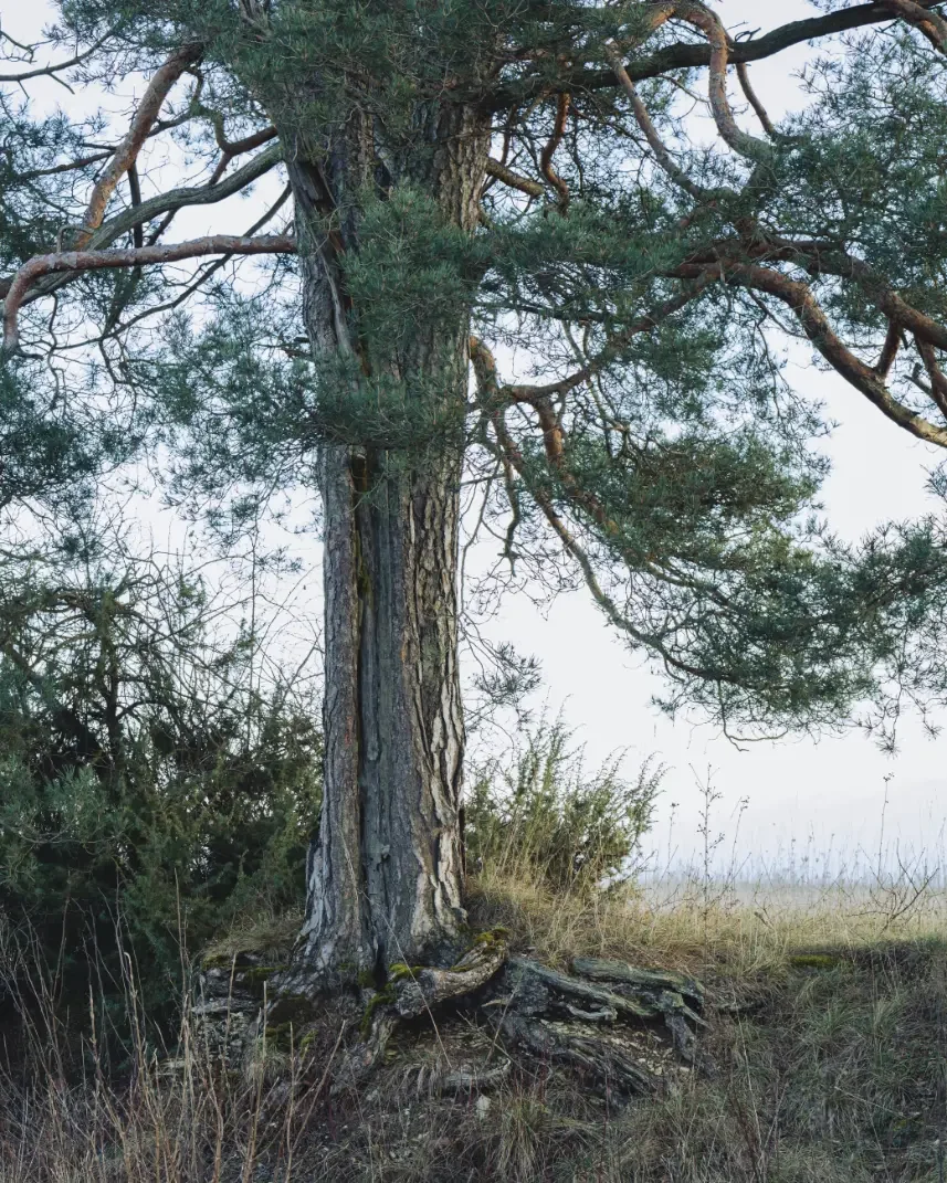 landschaftsfotografie-natur-wald-architektur-wald-zerfall-bäume
