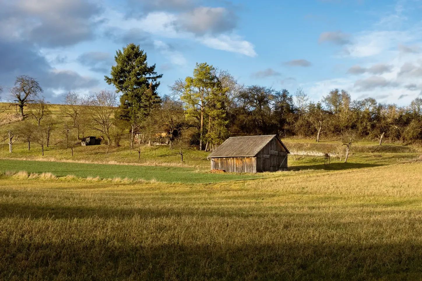landschaftsfotografie-natur-wald-architektur-wald-zerfall-bäume