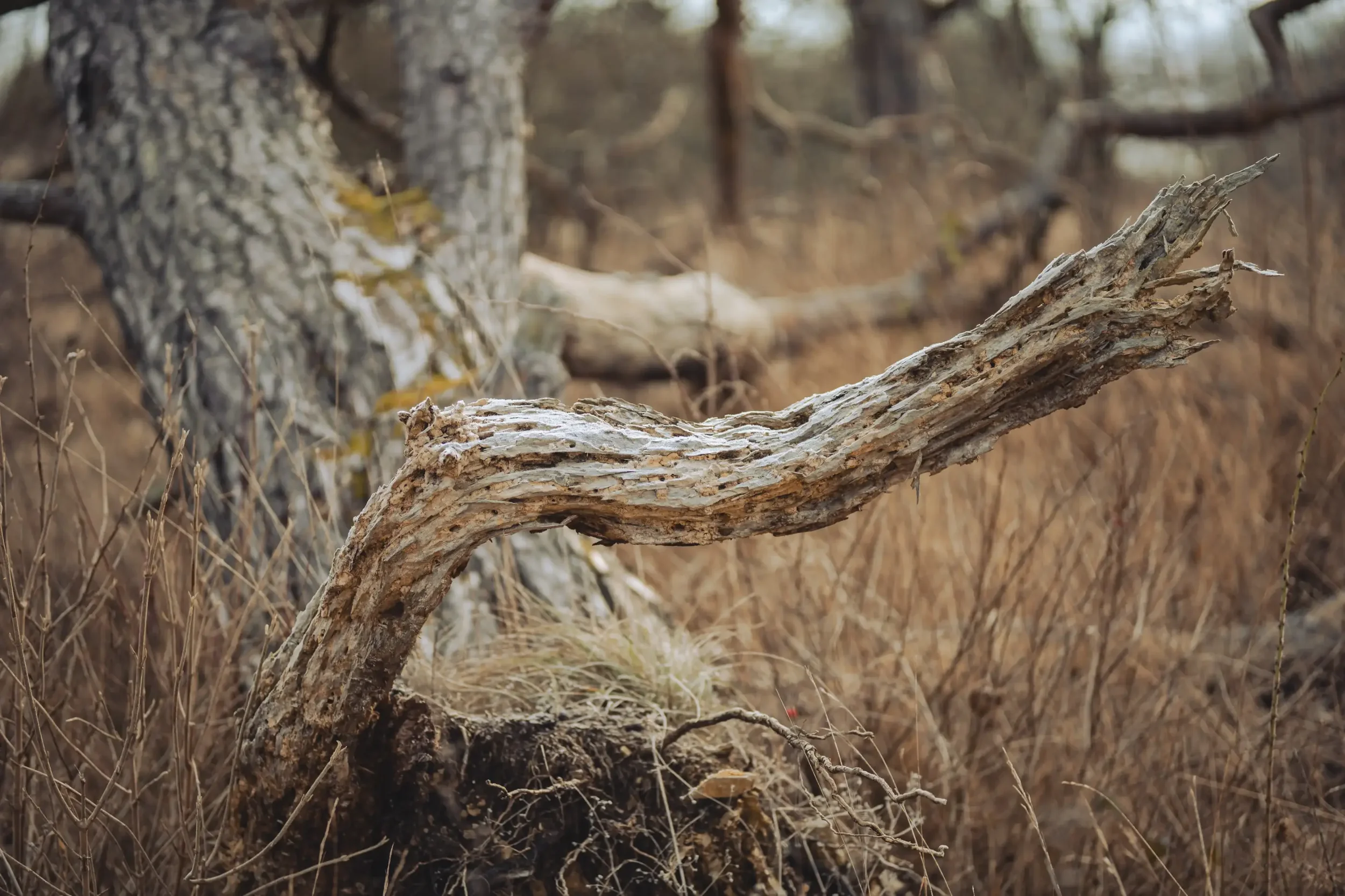 landschaftsfotografie-natur-wald-architektur-wald-zerfall-bäume