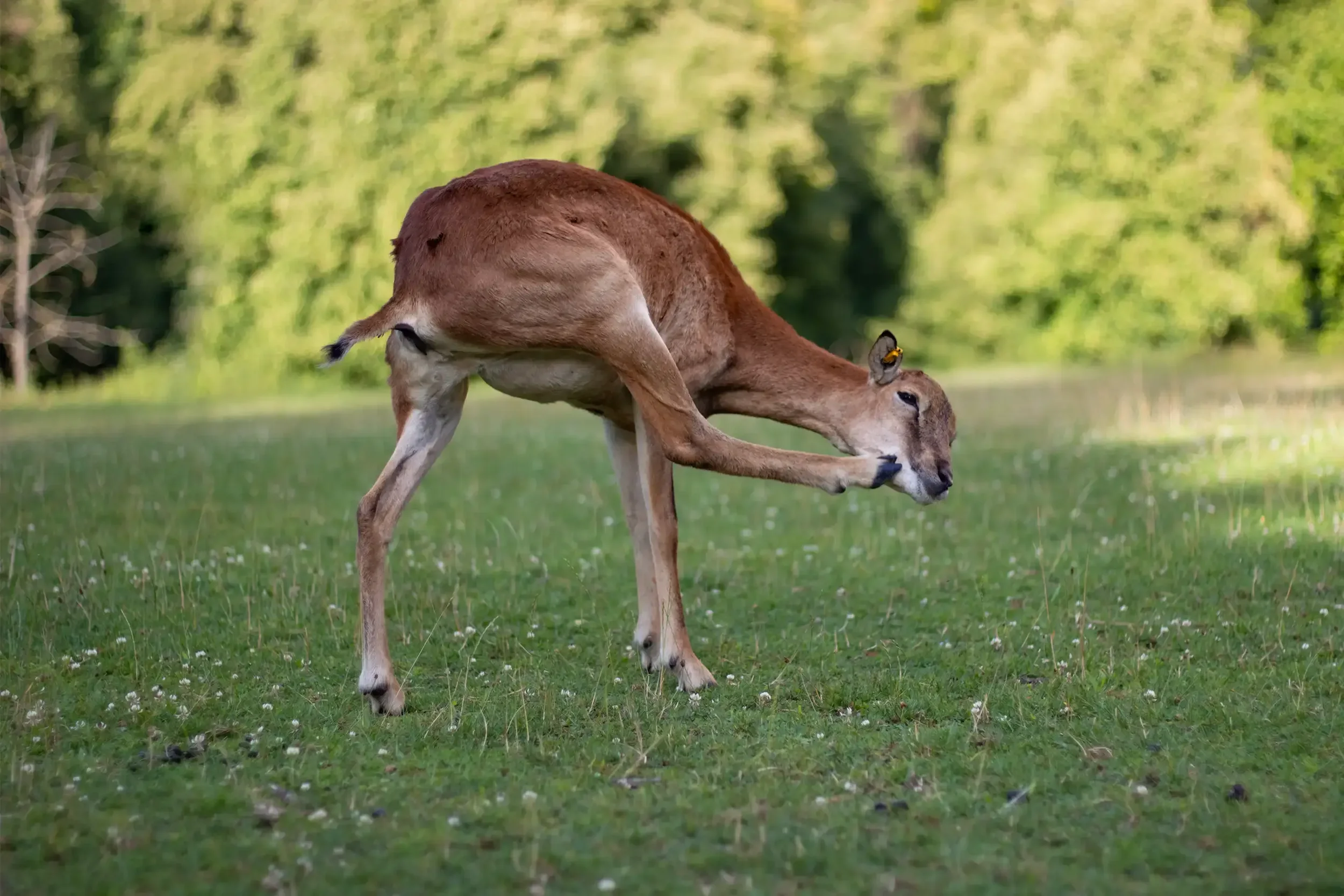 tierfotografie-tiere-natur-wald-eidechsen-katzen-rehe-kaefer
