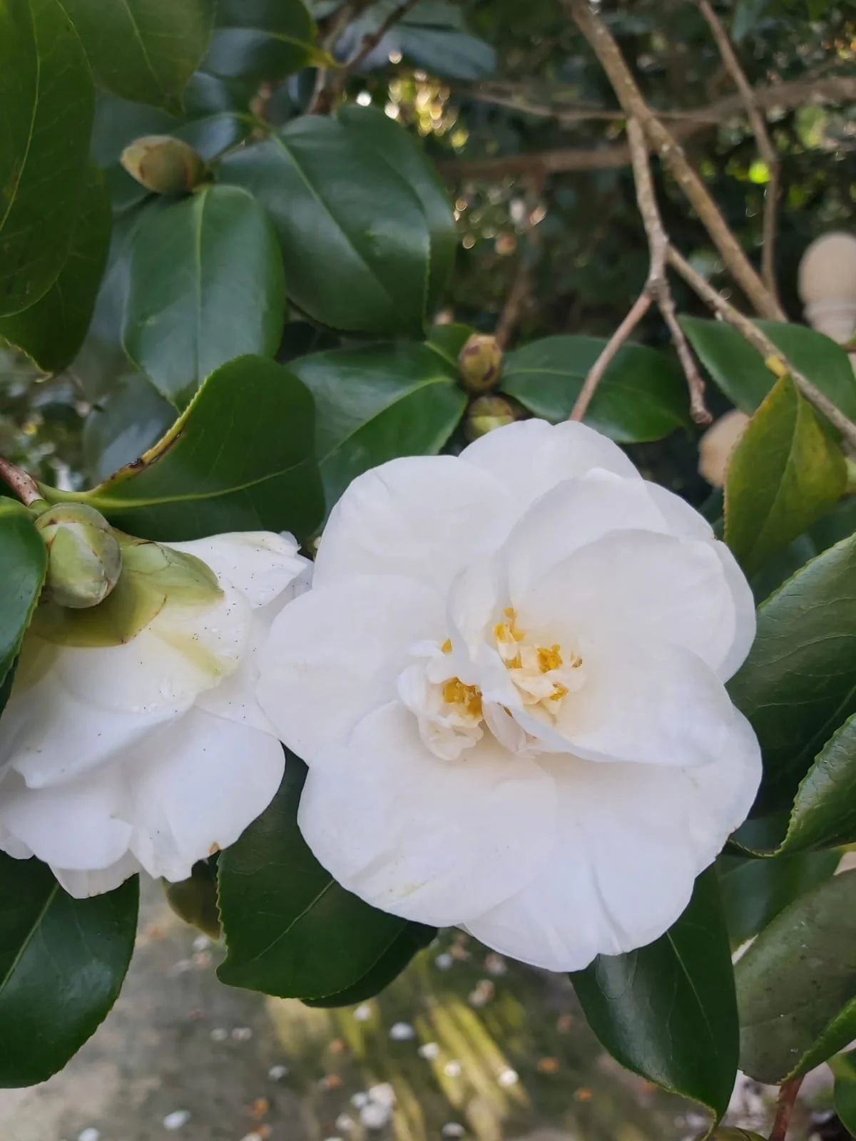 WhatsApp Image 2026-02-15 at 16.25.15.jpeg