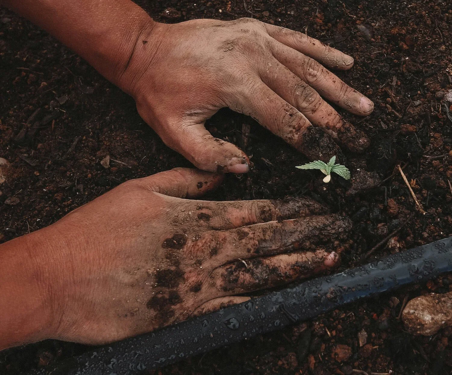 Two dirt-covered hands planting a small seedling in soil.
