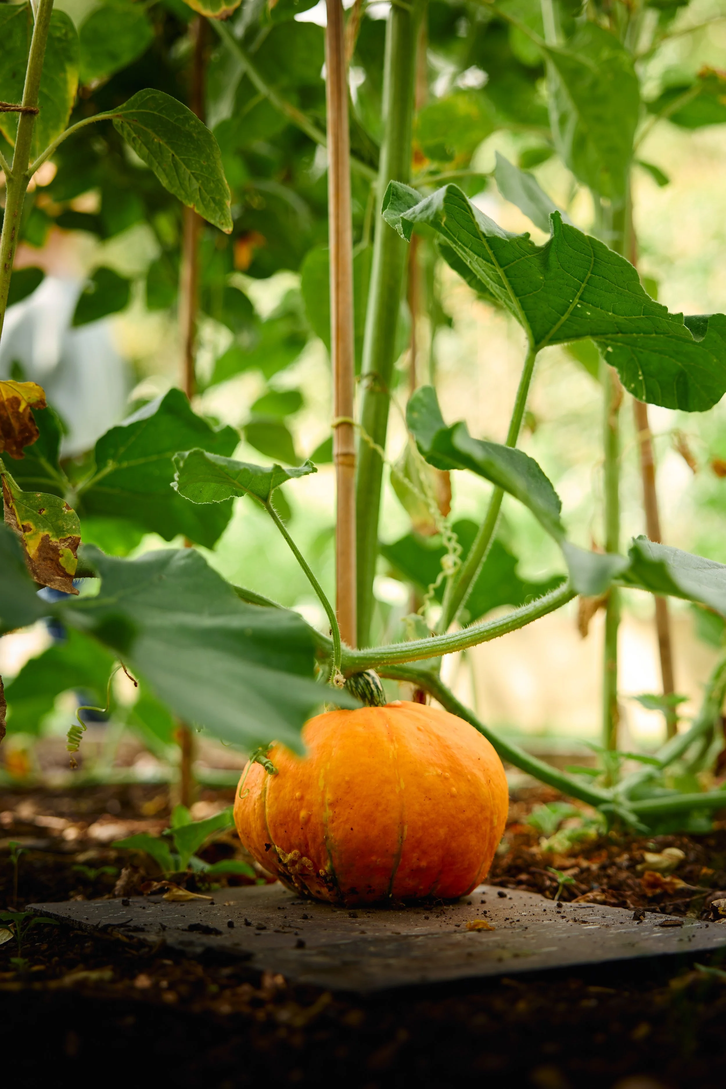 joyful-chaos-york-garden.jpg
