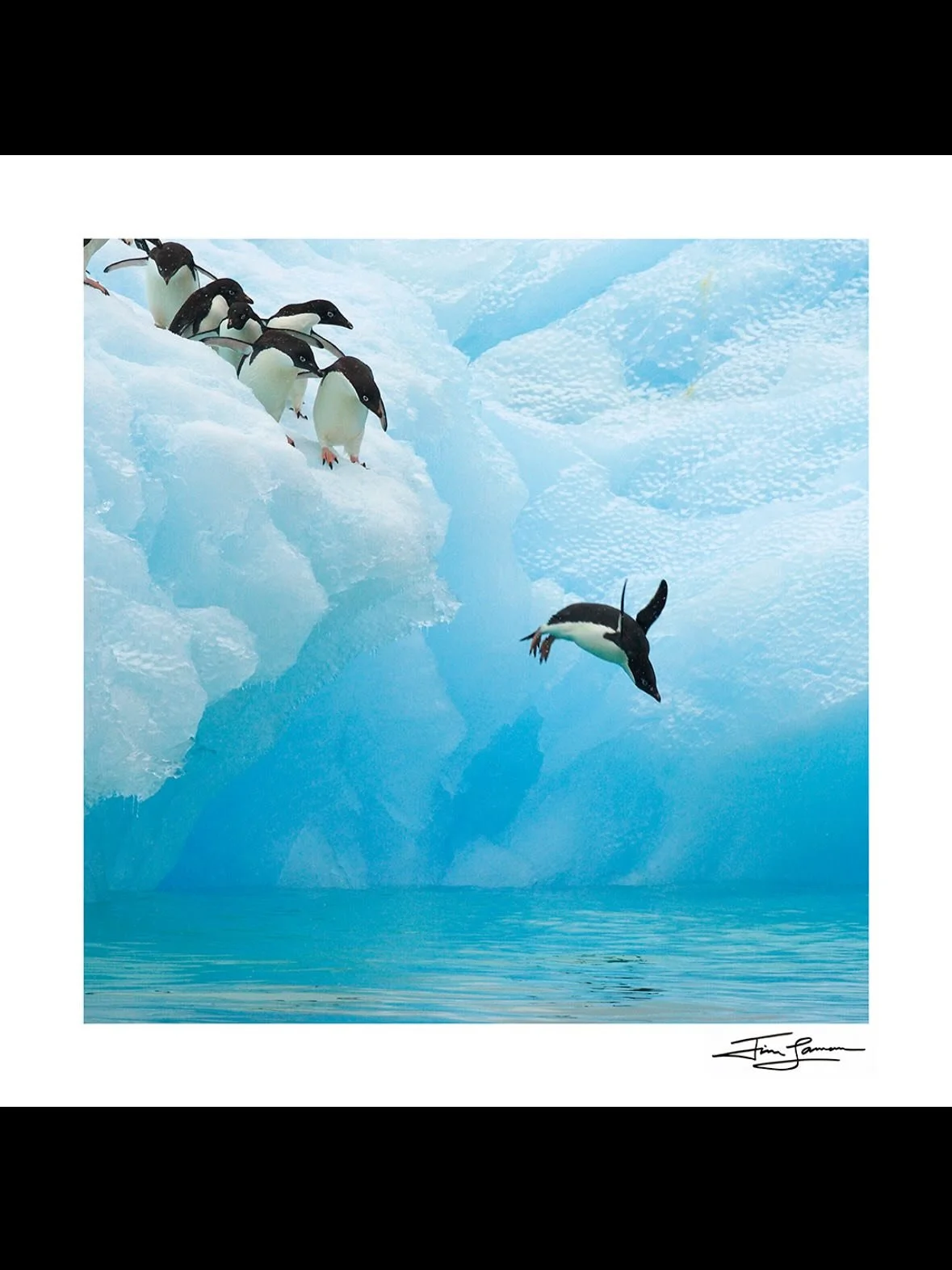 Fine Art Friday! &ldquo;Taking the Plunge - Ad&eacute;lie Penguin&rdquo;

When Adelie Penguins are getting ready to dive back into the ocean after resting on an iceberg, no one wants to go first&hellip; but someone has to take the plunge! We were nea