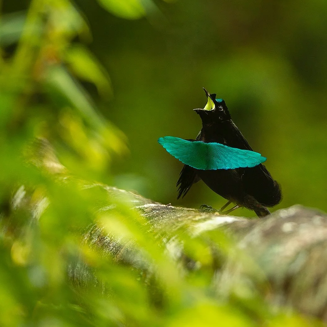 Fine Art Friday! &ldquo;Superb Call&rdquo;
In the heart of the rainforest, a vibrant call resounds. The male Superb Bird-of-Paradise reveals the brightly colored inside of his mouth as he calls from his display log. This enchanting creature, with its