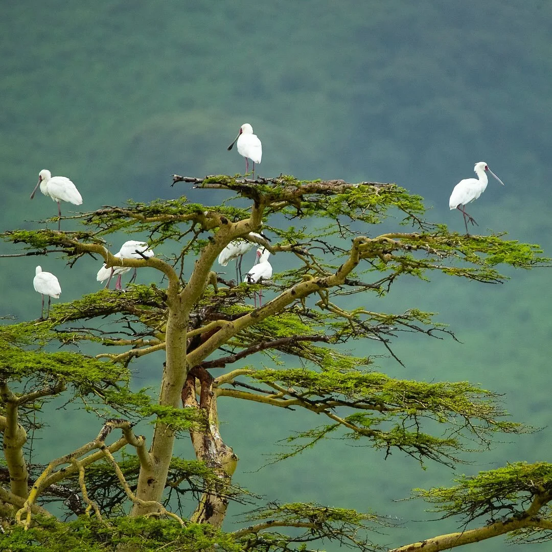 Fine Art Friday! &ldquo;The Spoonbill Tree&rdquo;
In this serene landscape, African spoonbills roost gracefully in an Acacia tree, with the majestic wall of Ngorongoro Crater as their backdrop. I love how your eye is first drawn to all the white bird