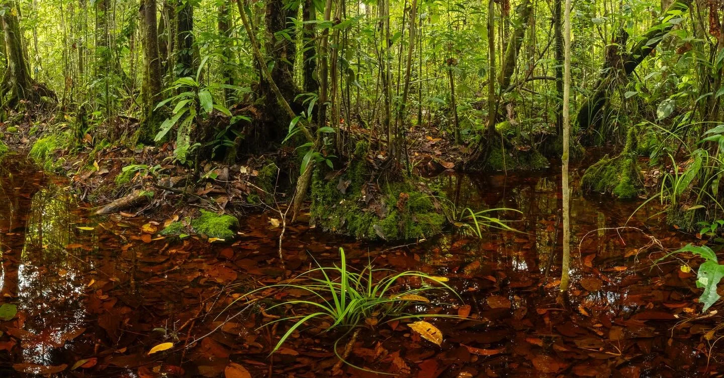 Celebrating the biodiversity of Gunung Palung&rsquo;s rainforest this week in honor of GP40 - the 40th anniversary of the research station there.
Did you know that there are many types of rainforest habitats?  Gunung Palung is special because there a