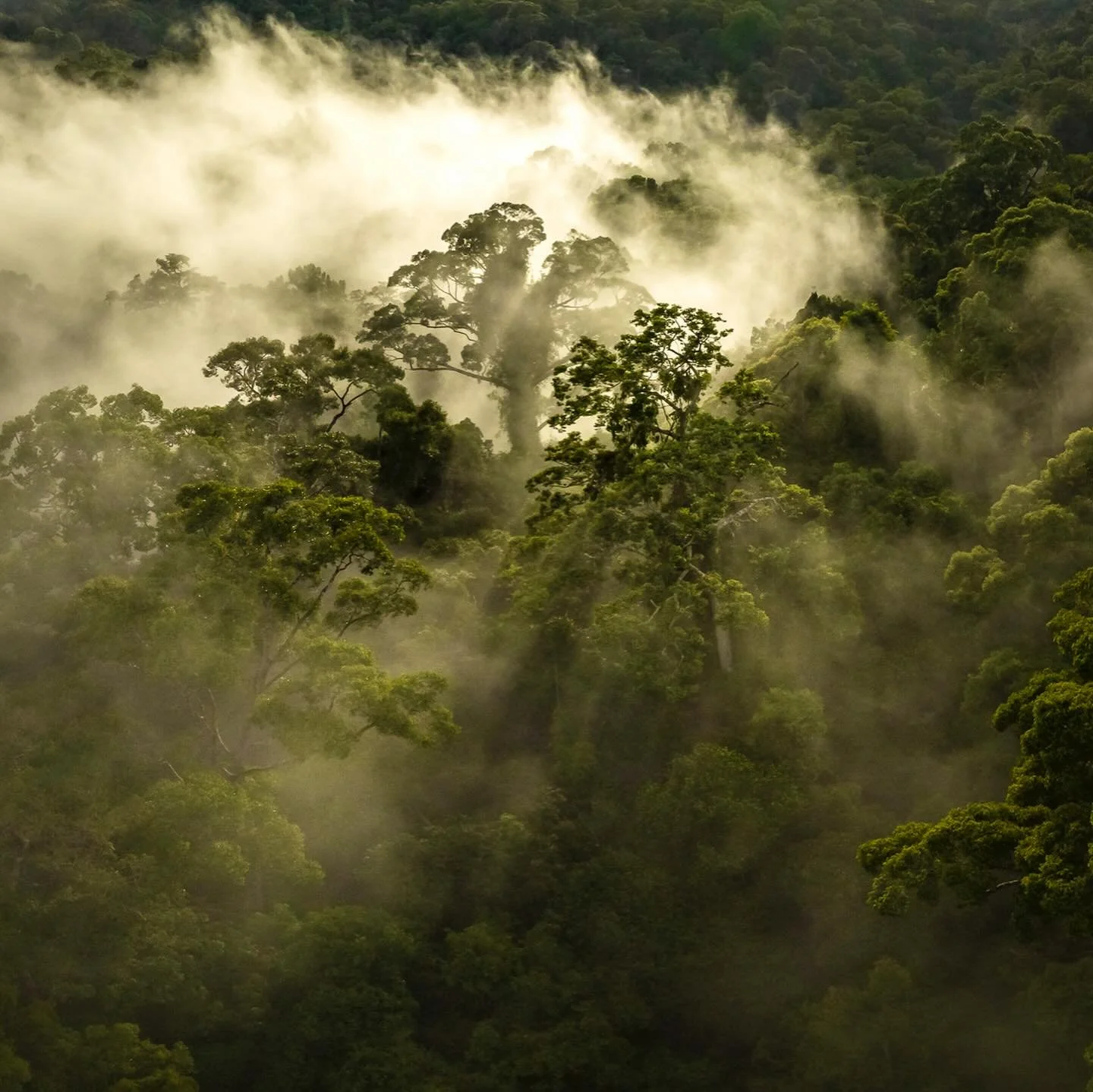 This week researchers are celebrating the 40th anniversary of the Cabang Panti Research Station in Gunung Palung National Park, West Kalimantan!
For four decades, this station has been a hub of groundbreaking tropical rainforest research and a powerf