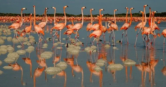 You may have seen my video on @NatGeo featuring the spectacular courtship display of American flamingos in Mexico&rsquo;s Yucat&aacute;n Peninsula &mdash; a swirling, synchronized dance of color and movement.

Here are some of my favorite still image