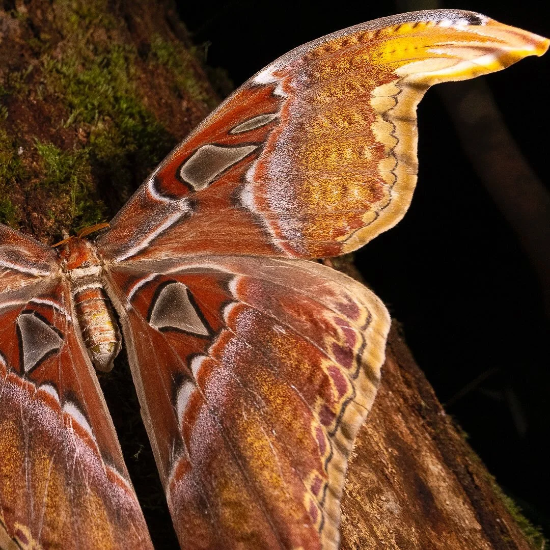 Fine Art Friday!  Can you tell what this is?  It is an atlas moth that was featured in my National Geographic story on Borneo&rsquo;s Wild Green Heart. An avid reader liked it so much I created this print just for him. If you see one of my images you