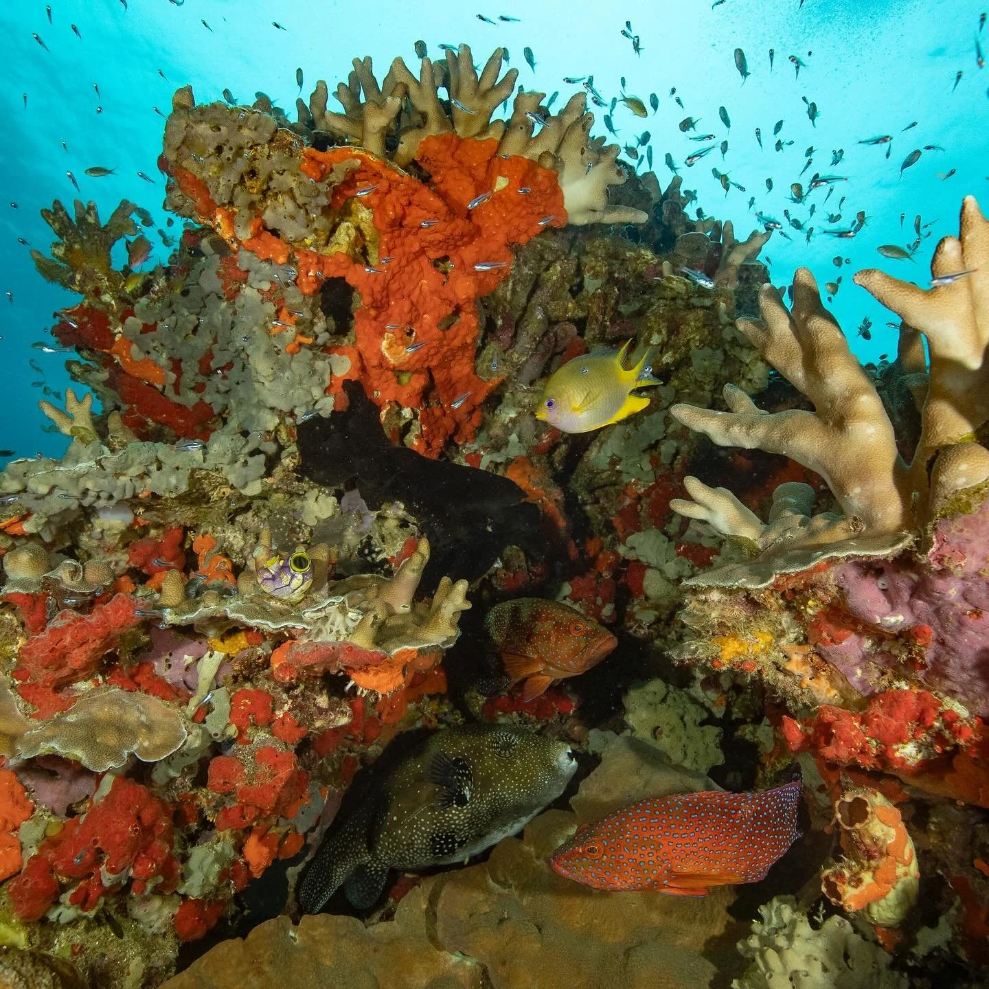 The colors of #RajaAmpat. @papua_explorers @coralia_liveaboard