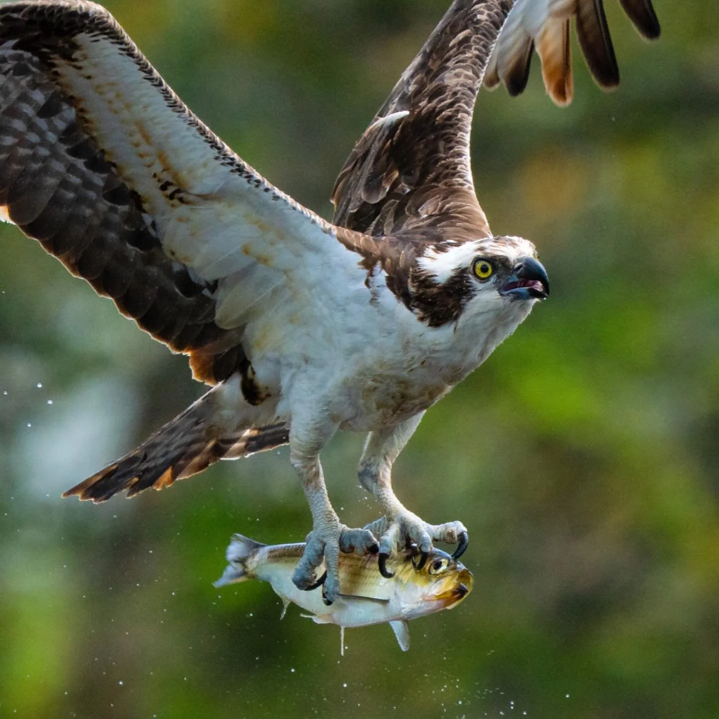 Osprey with alewife fish.  A good view of your subject&rsquo;s eye always adds to a wildlife photo.  Also catching the eye of their hapless prey in this shot was an extra bonus that really adds impact!  Shot during our Wild Birds Revealed video proje