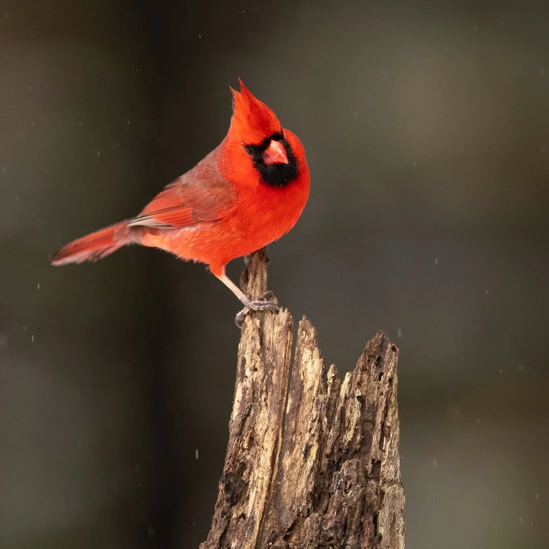 Fine Art Friday!  A male Northern Cardinal perches gracefully, its remarkable red feathers a vivid contrast against the muted wood. This classic bird, captured in stillness, speaks to the beauty of simplicity and the elegance of the natural world. Wh