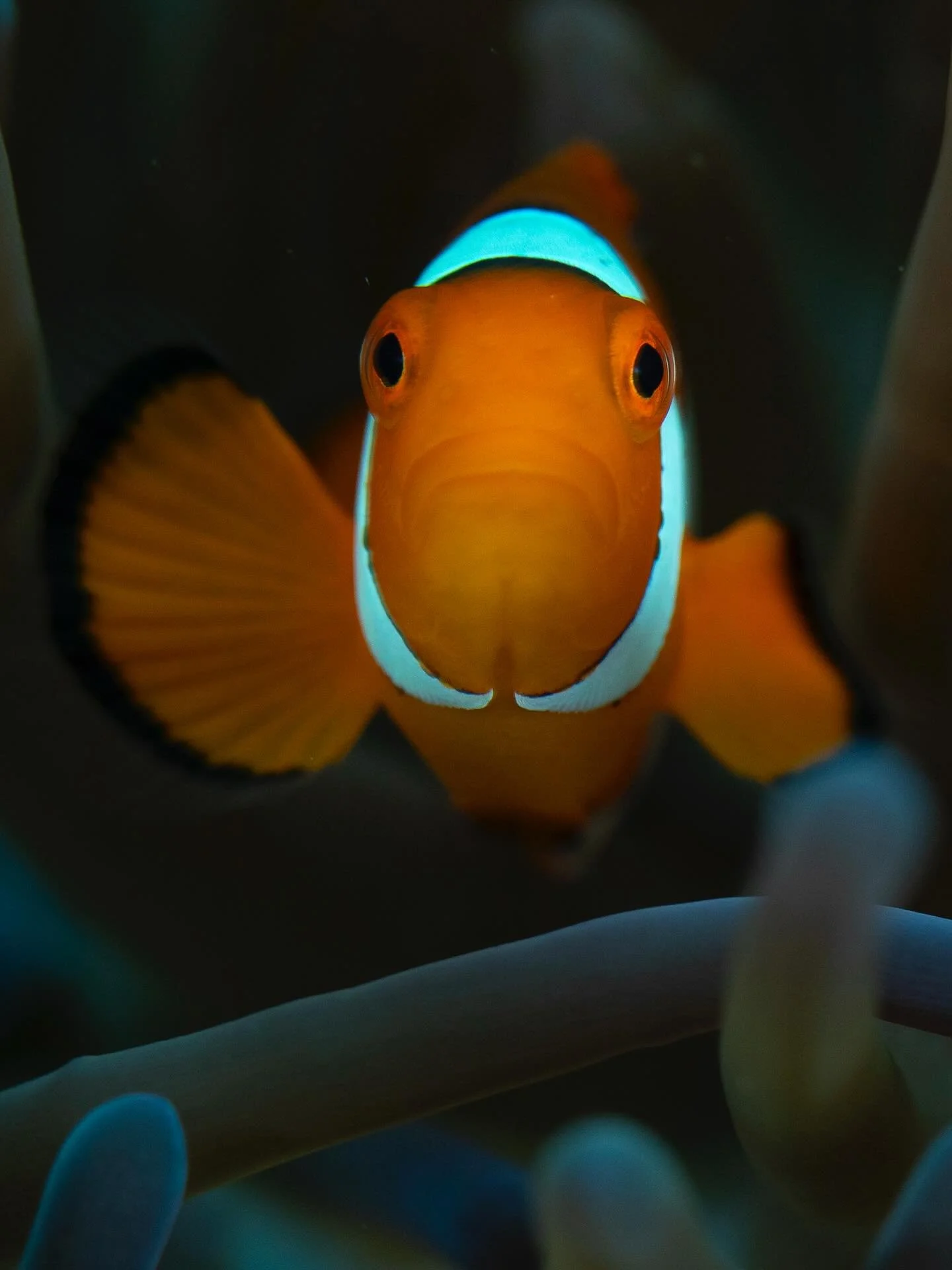 Five different species of Anemonefish I photographed recently in Raja Ampat.  Can you name them all?  They always make fun subjects, no matter how often they are photographed.  Which is your favorite?  #anemonefish #clownfish #rajaampat #Indonesia @P