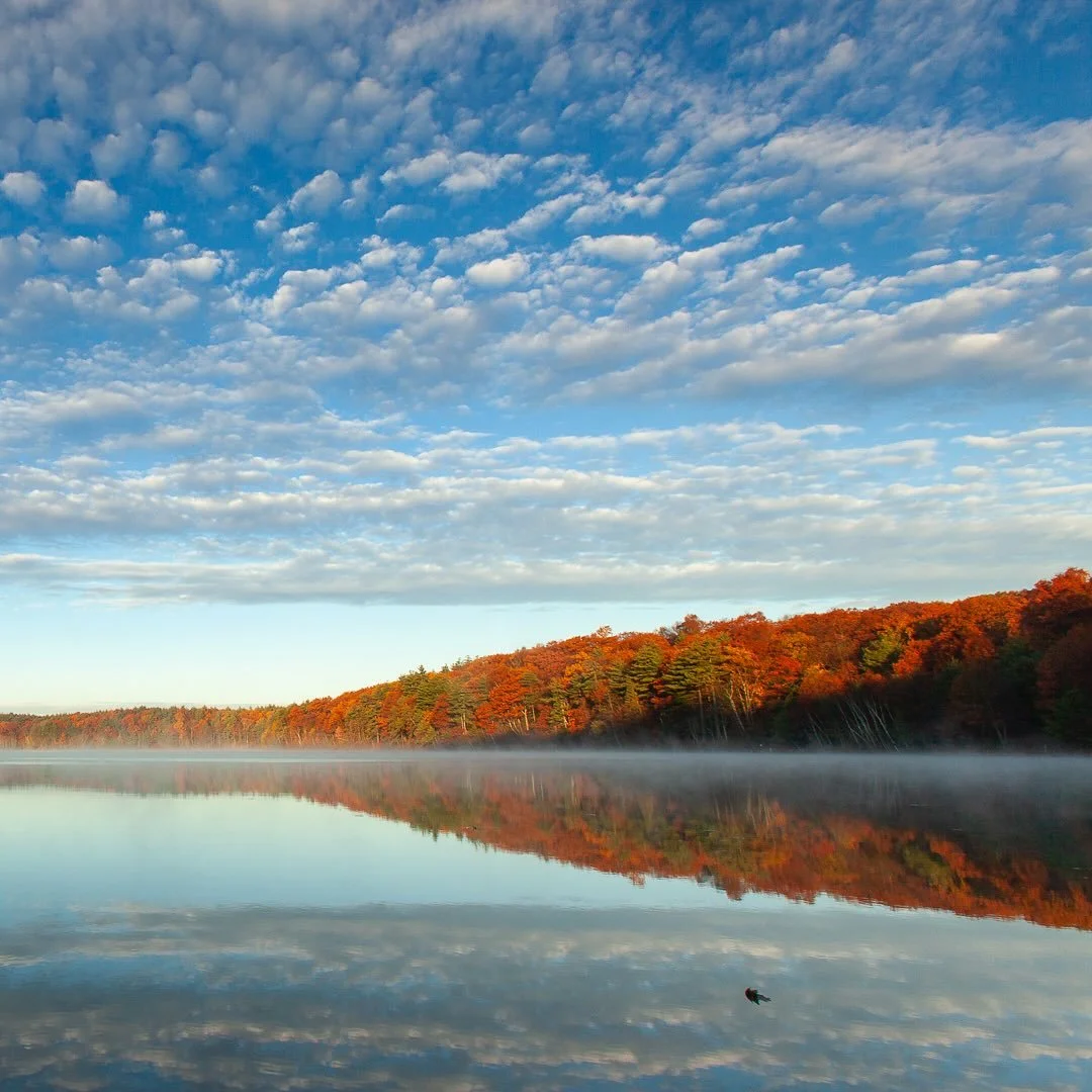 Are the trees in your area changing color already? A clear autumn morning at Walden Pond reveals its serene beauty. The rising sun casts a golden glow on the vibrant fall colors, mirrored perfectly in the tranquil waters. This moment in Concord, Mass
