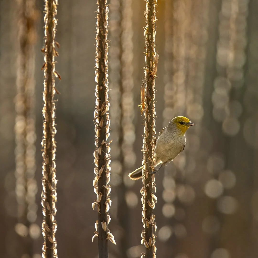 A Verdin finds its perch on aloe amidst a serene backdrop. The bokeh effect adds a touch of magic, highlighting the delicate balance of life. What thoughts does this scene inspire for you? Share below. 🌿✨ This print is available in my Fine Art Store