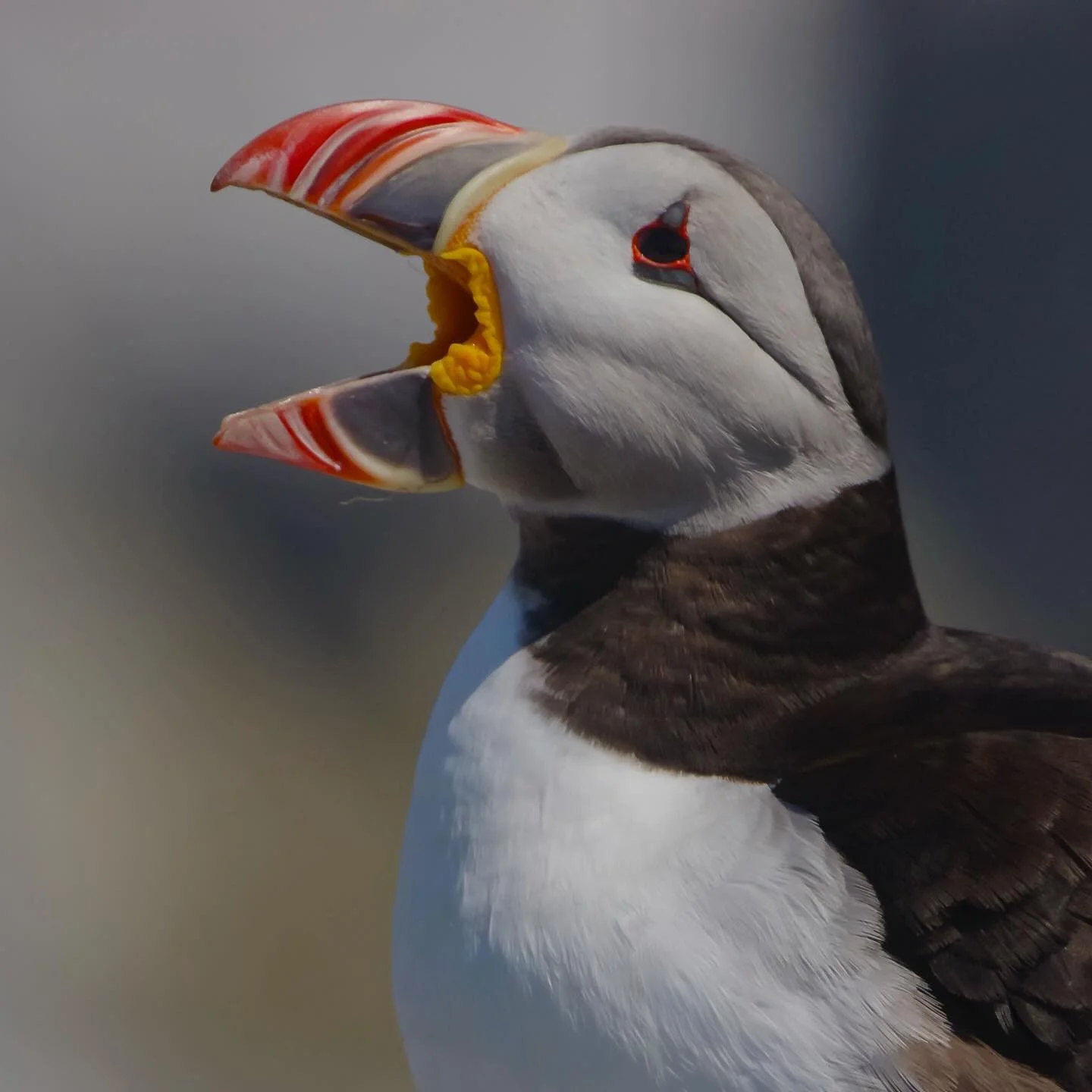 Who likes Atlantic Puffins?
#wildbirdsrevealed #puffins #birdphotography #birdphotographymasterclass #birds
