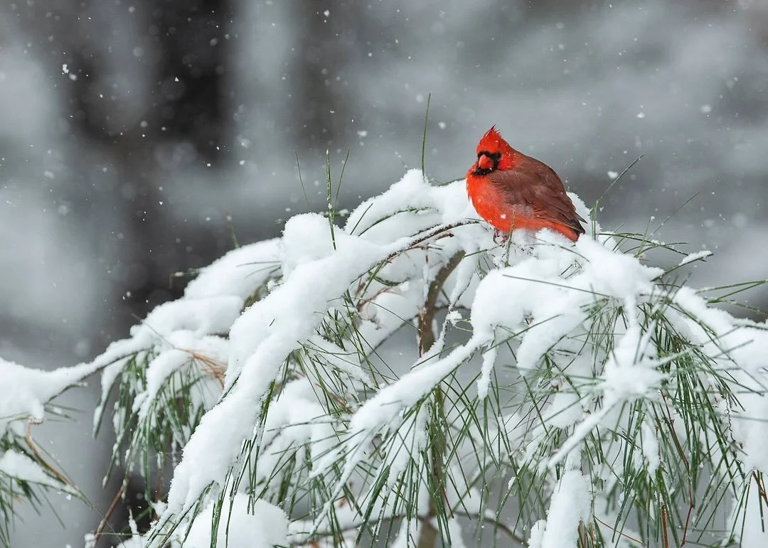 I photographed this Northern Cardinal on a snowy morning &mdash; the red plumage glowing against white pine needles dusted with fresh snow.  It&rsquo;s one of those small scenes that reminds me how much beauty winter holds.

Now it&rsquo;s also a hol
