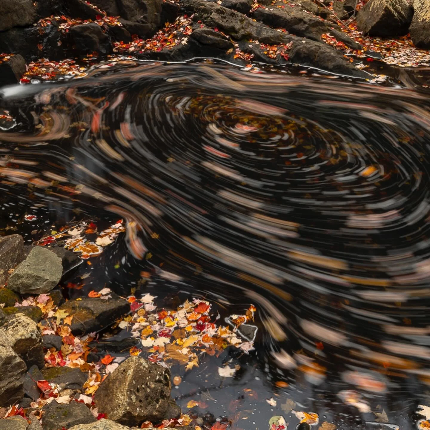 In Acadia National Park last weekend, fallen leaves were swirling in a small stream. 
#acadia #fallcolors #autumn #acadianationalpark #Maine