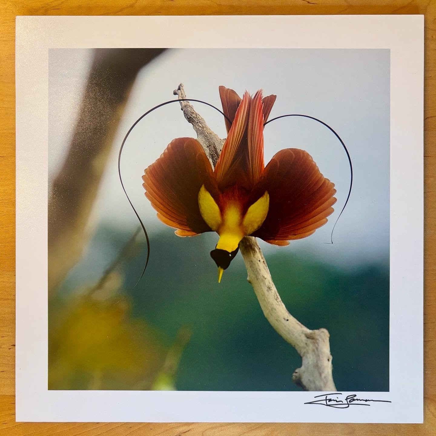 I&rsquo;m giving away a mounted signed 12&rdquo; print of the Red Bird-of-Paradise Heart Display this week as a cozy little fall treat &mdash; just a thank-you for signing up to be part of my community.

To enter:

 👉 Comment RED below

I&rsquo;ll s