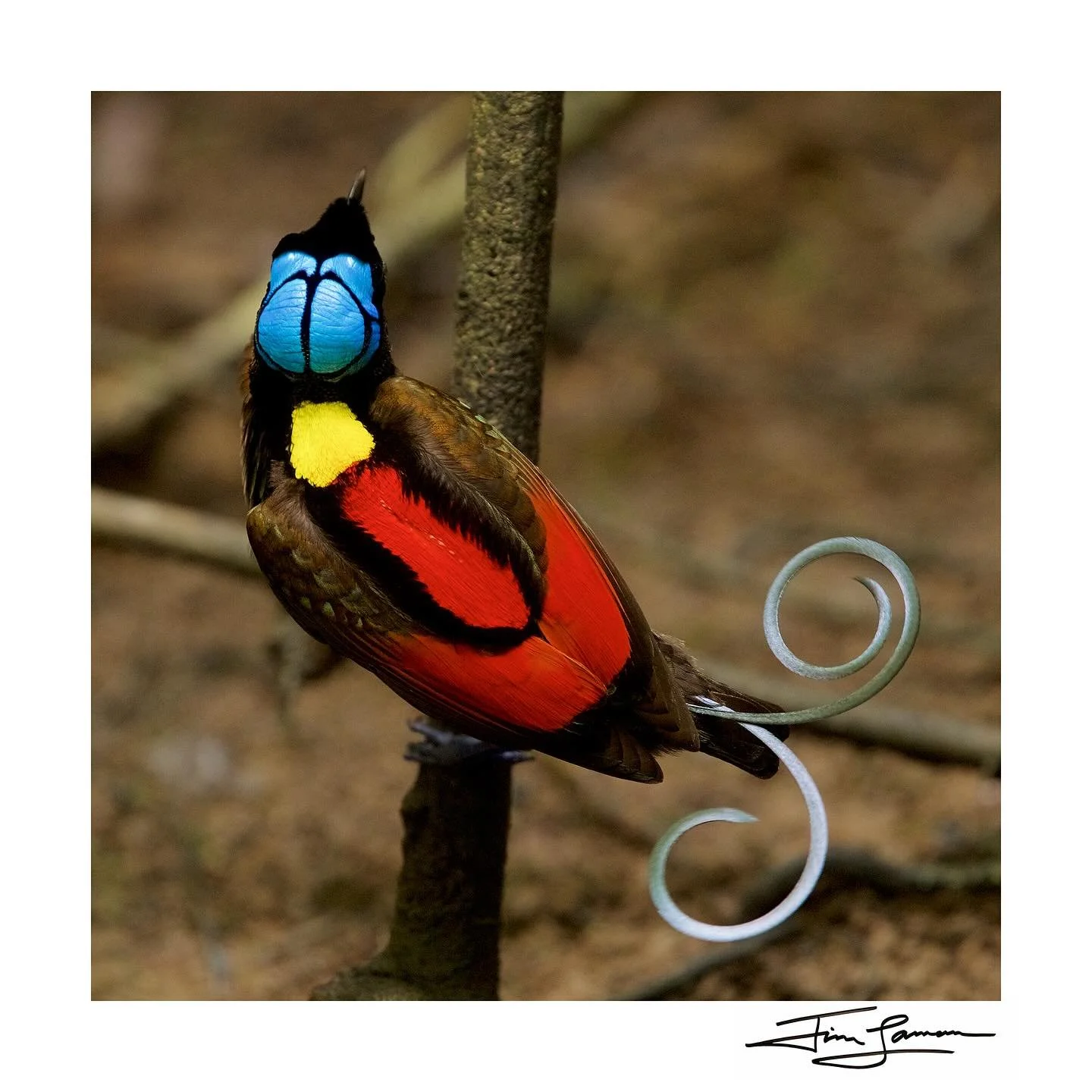 In the heart of Indonesia&rsquo;s Raja Ampat Islands, the incomparable Wilson&rsquo;s Bird-of-Paradise reveals its vibrant colors. This male, one of the most boldly colored Birds-of-Paradise, stands as a marvel of nature&rsquo;s artistry. 
#VibrantNa