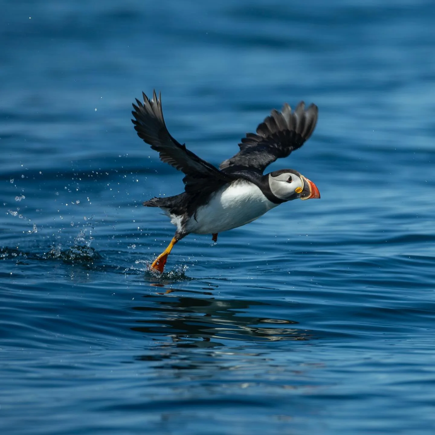 Puffins and blue water - a beautiful combination.  I shot these frames in Maine this past summer while filming our series Wild Birds Revealed with @RussLaman for the @CornellLab.  Follow the link in my bio to watch the video or just search Wild Birds
