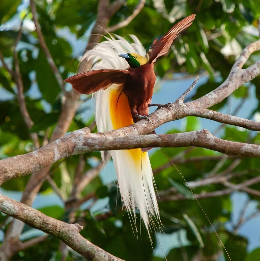 In the heart of Oransbari, West Papua, a male Lesser Bird-of-Paradise performs a mesmerizing dance. His vibrant plumes and rhythmic wing beats create a spectacle, hoping to captivate a nearby female. This moment of nature&rsquo;s courtship is a vivid