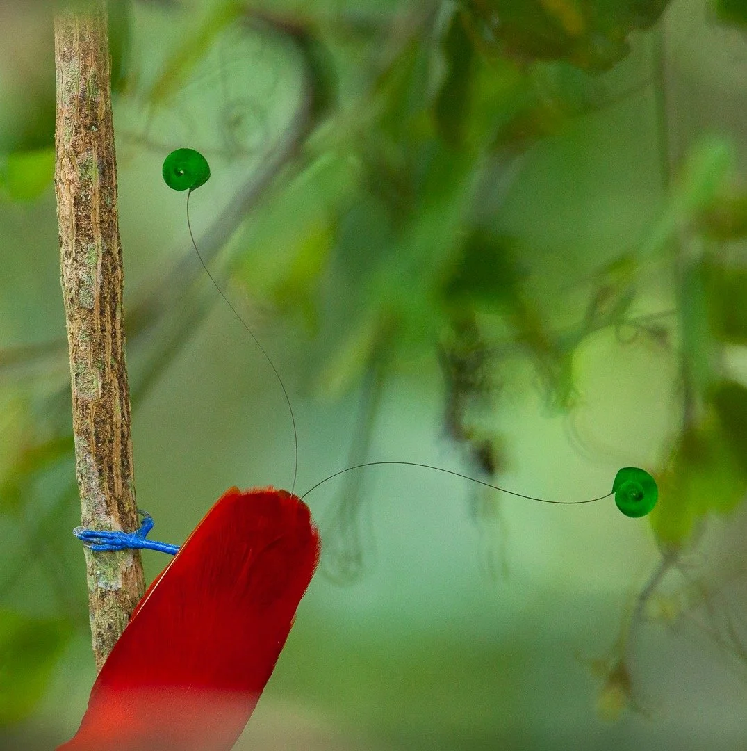 Tail of a King by Tim Laman.  Excited to announce my Collector&rsquo;s Choice sale! For a limited time, you can bring home one of my favorite wildlife photographs at a special price. Each piece in this collection is a personal favorite&mdash;capturin