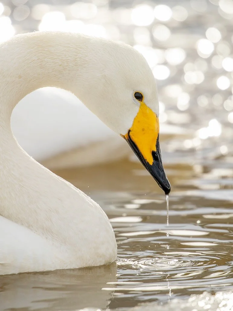 Did you know I sell greeting cards perfect for the holidays?
These 5x7 cards feature my wildlife photography and come in packs of 10 or 25&mdash;ready for gifting, mailing, or framing.

Whether you prefer them blank inside or want to add your own cus