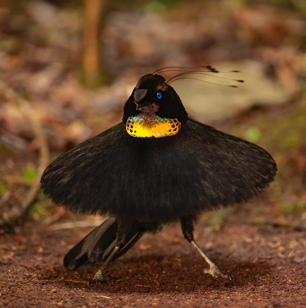 Witness the enchanting &ldquo;ballerina dance&rdquo; of the Western Parotia, captured in the heart of the Arfak Mountains. This male bird-of-paradise elegantly flares his chest feathers, creating a mesmerizing display with a vibrant dance and head bo