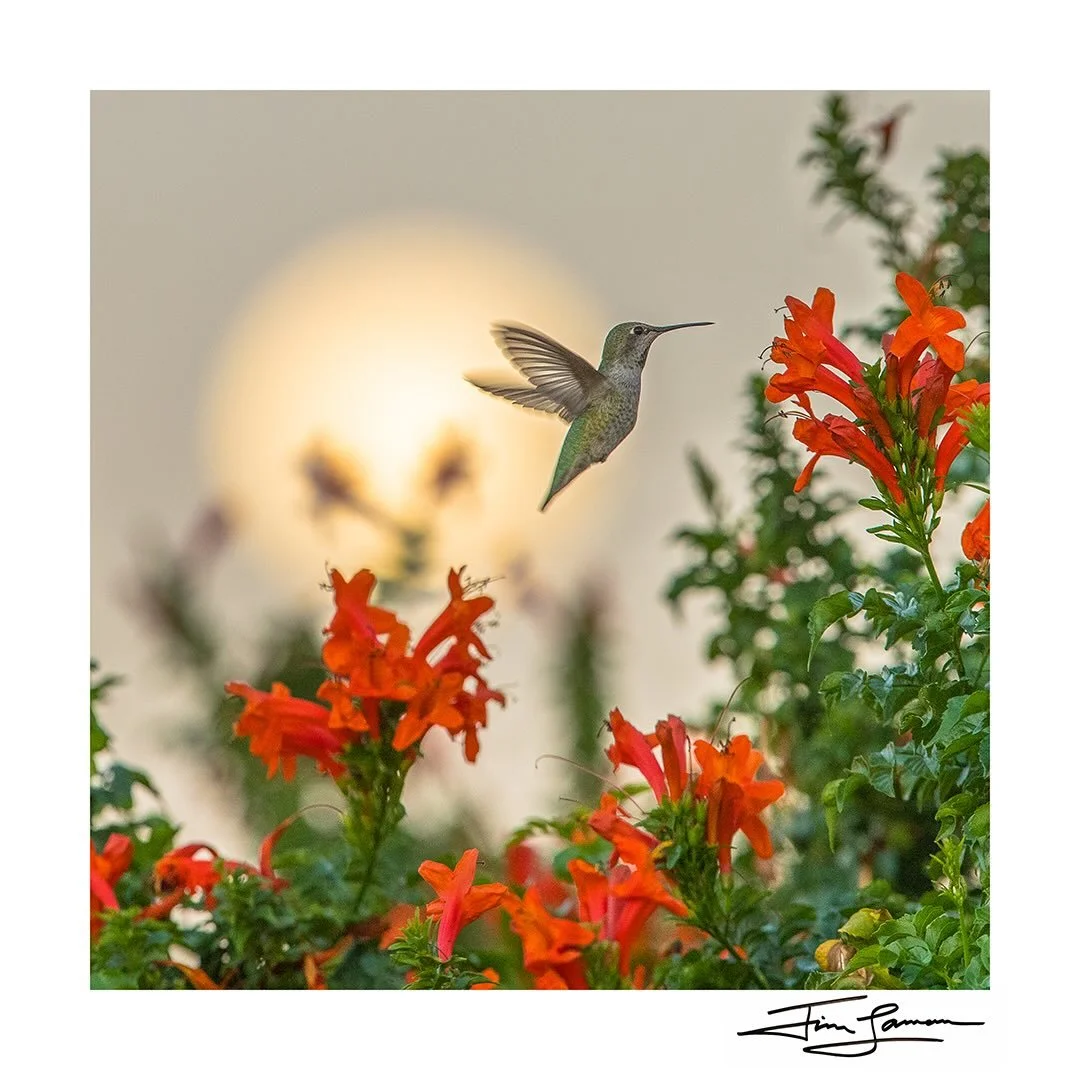 In &ldquo;Dining by Moonlight&rdquo;, I sought to capture the gentle glow of the moon in the background enhancing the harmony between Anna&rsquo;s hummingbird and its floral surroundings. This piece invites reflection on life&rsquo;s fleeting moments