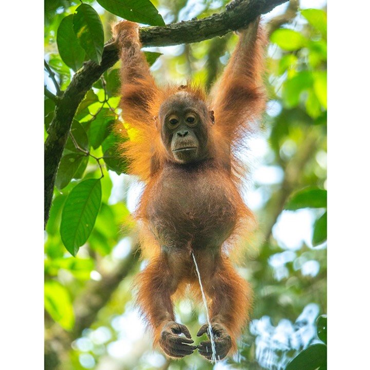 &ldquo;Live Streaming-Borneo 2020,&rdquo; now 30% off! While I don&rsquo;t consider this playful moment of a juvenile Bornean orangutan as fine art, it went viral during the pandemic bringing smiles to many. Perfect for adding a touch of nature&rsquo